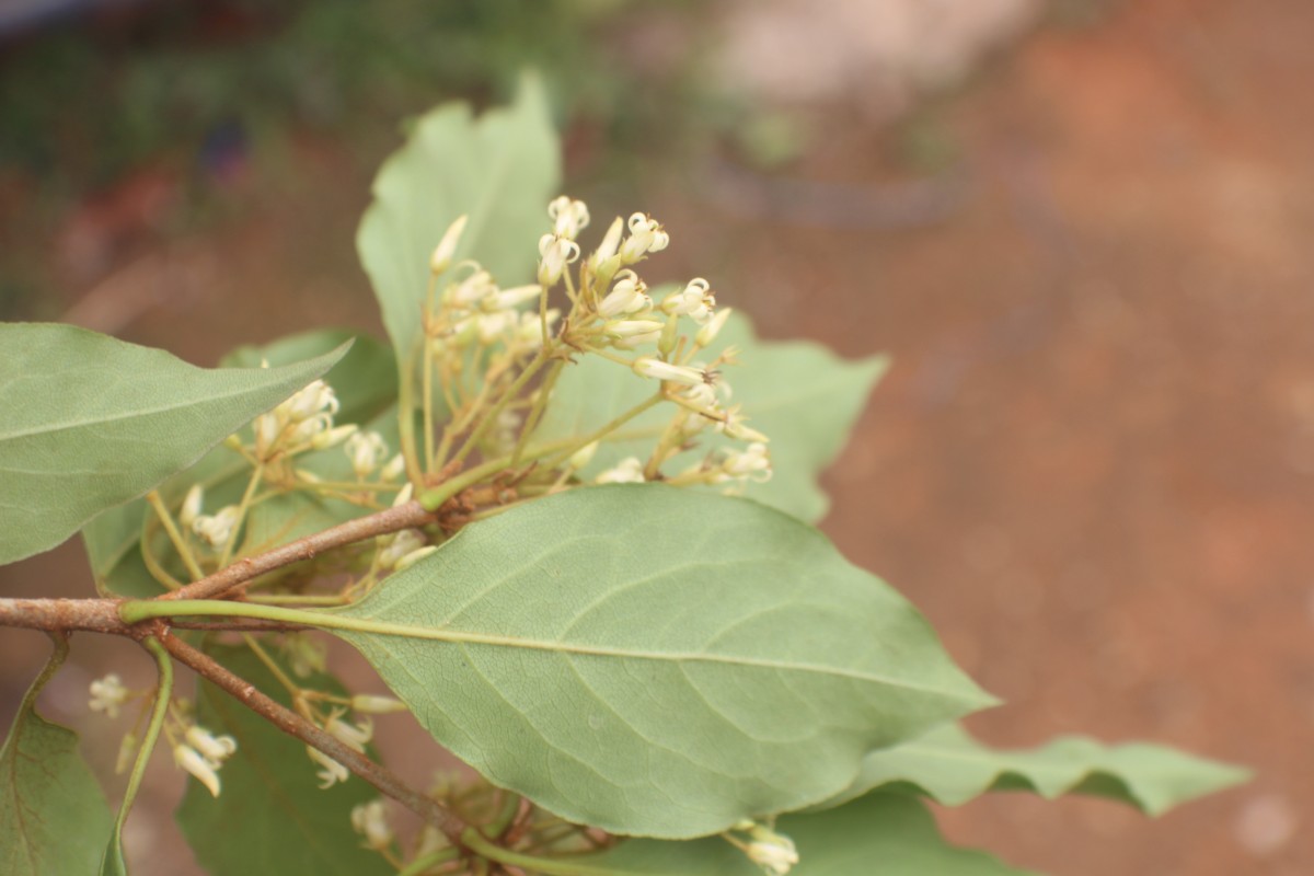 Pittosporum ferrugineum W.T.Aiton